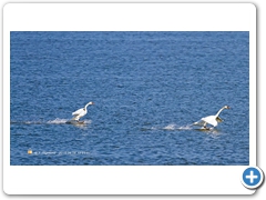 Swan002