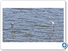Terns001