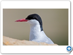 Terns002