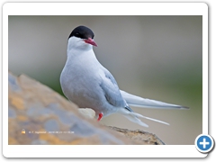 Terns003