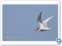 Terns004