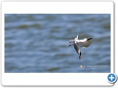 Terns005