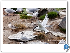 Terns006