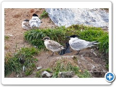 Terns007