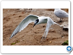 Terns008