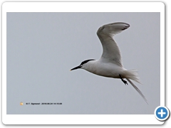 Terns009