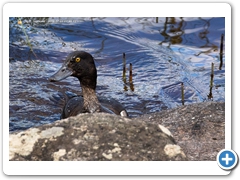 TuftedDuck001
