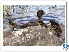 TuftedDuck002