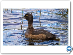 TuftedDuck003