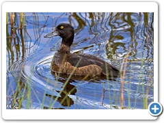 TuftedDuck004