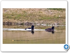 TuftedDuck005
