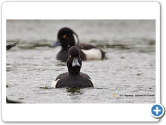 TuftedDuck006