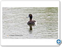 TuftedDuck007