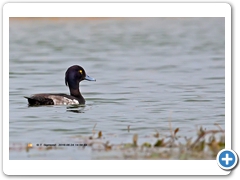TuftedDuck008