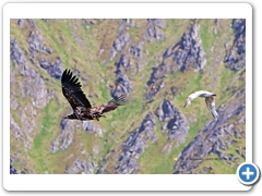 WhiteTailedEagle001