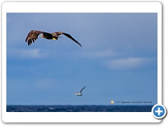 WhiteTailedEagle002