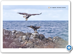 WhiteTailedEagle003