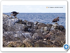 WhiteTailedEagle004