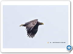 WhiteTailedEagle005