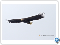 WhiteTailedEagle006
