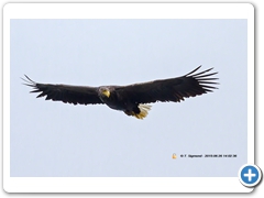 WhiteTailedEagle007