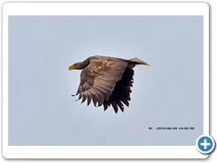 WhiteTailedEagle008