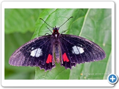 Butterfly011