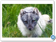 ArcticFox001