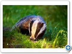 Badger001