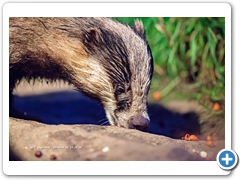 Badger002