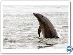 Dolphin001