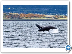 Dolphin002