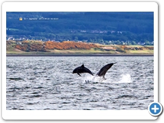 Dolphin003