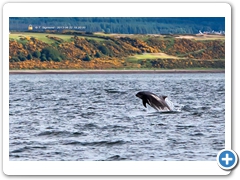 Dolphin004