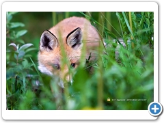 Fox001