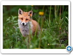 Fox002