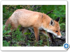 Fox003