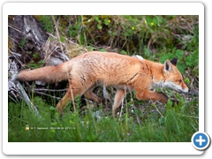 Fox004