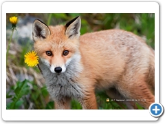 Fox005