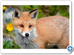Fox006