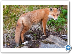 Fox007
