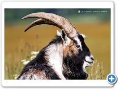 Goat001