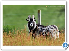 Goat002