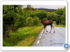 Moose001