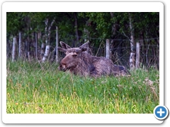 Moose002
