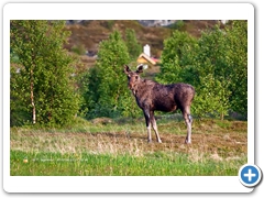 Moose003