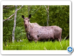 Moose004