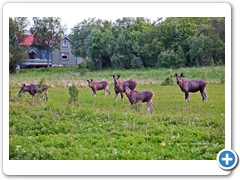 Moose005