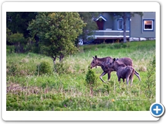 Moose006