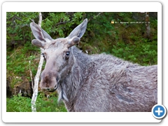 Moose007